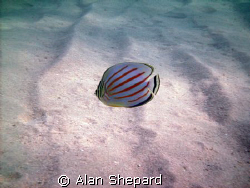 I like this little guy.  H-Bay, Oahu, Hawaii.   by Alan Shepard 